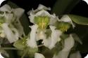 Zygostates grandiflora